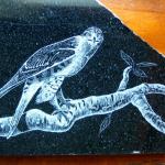 Granite etching of a Sharp Shinned Hawk