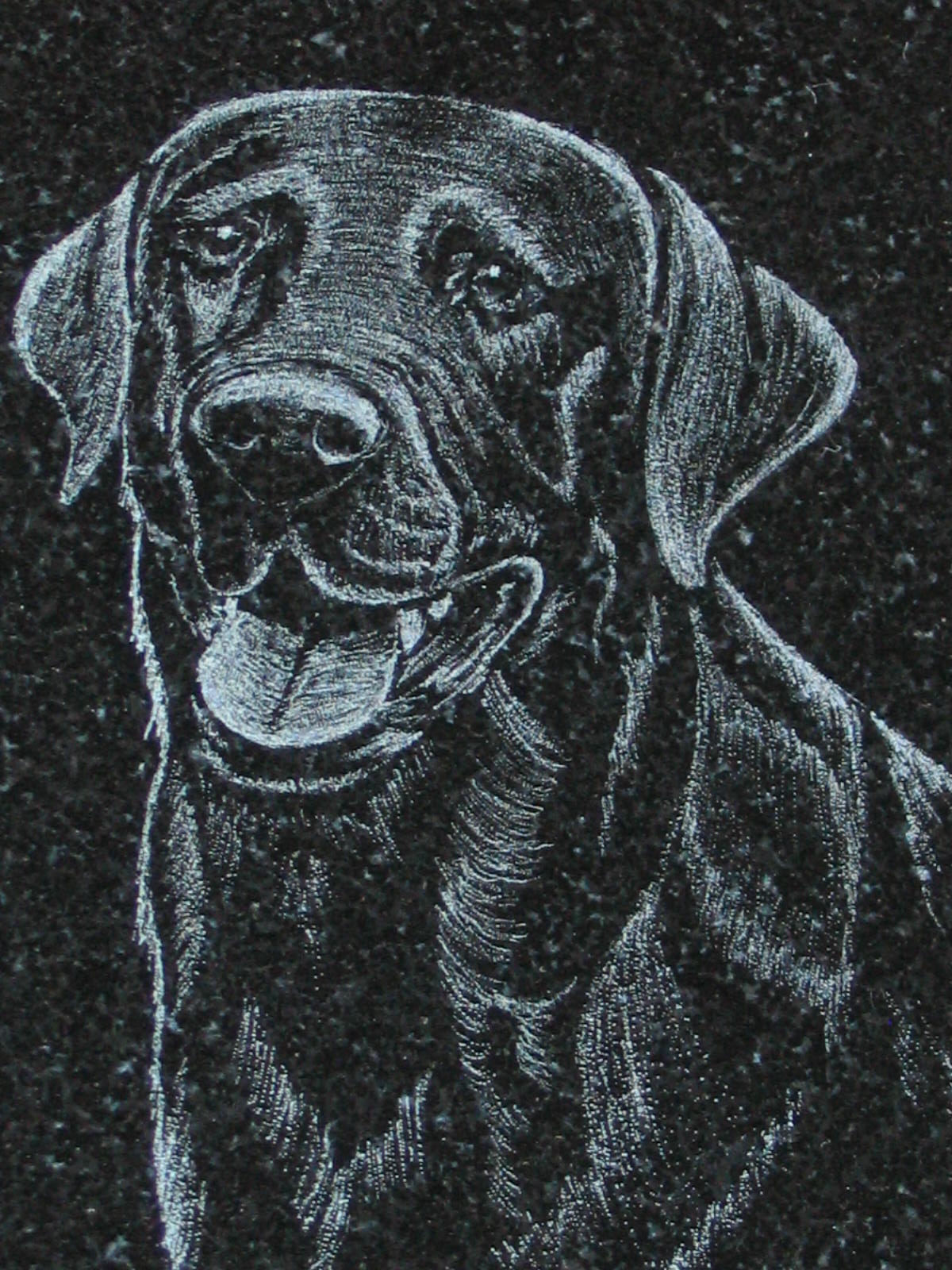 BLACK LABRADOR DOG