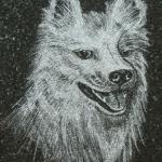 Granite Etching of an American Eskimo Dog