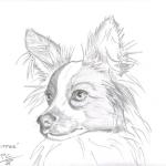 Animal Dog Pencil Sketch of "Skipper"