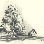 Charcoal Pencil Tree Sketch